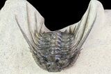 Kettneraspis Prescheri Trilobite - Long Occipital Spine #74880-1
